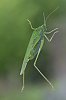 _MG_0356_DxO.jpg