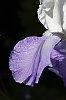 _MG_0949_DxO.jpg