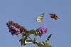 _MG_1050_DxO.jpg