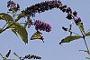 _MG_1065_DxO.jpg