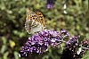 _MG_1135_DxO.jpg