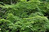 _MG_1713.jpg