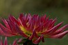 _MG_2151_DxO.jpg