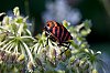 _MG_3150_28129.jpg