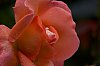 _MG_3188~0.jpg