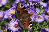 _MG_3343_DxO.jpg