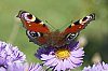 _MG_3417_DxO.jpg