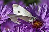 _MG_3446_DxO.jpg