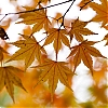 _MG_3905.jpg