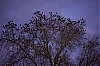_MG_4243.jpg