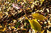 _MG_4559.jpg