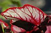 _MG_4829_DxO.jpg