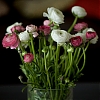 _MG_5015.jpg