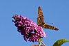 _MG_5921.jpg