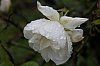 _MG_5928_DxO.jpg