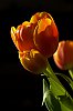 _MG_6065.jpg
