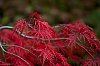 _MG_6828.jpg