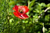 _MG_7339.jpg