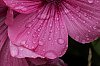 _MG_7461_DxO.jpg