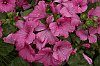_MG_7467_DxO.jpg