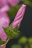 _MG_7472_1_DxO.jpg