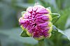 _MG_7745_DxO.jpg