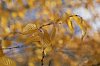 _MG_9005_1_DxO.jpg