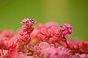 _MG_9048.jpg