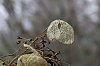 _MG_9054_1_DxO.jpg