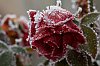 _MG_9206.jpg