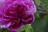 _MG_9590_DxO.jpg