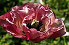 _MG_9677_DxO.jpg