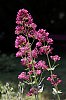 _MG_9695_DxO.jpg