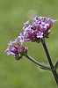 _MG_9726_DxO.jpg