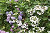 _MG_9729_DxO.jpg
