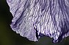 _MG_9803_DxO.jpg