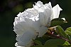 _MG_9865_DxO.jpg