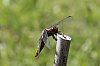 _MG_9887_DxO.jpg