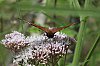 _MG_9923_DxO.jpg