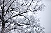 _MG_9926.jpg
