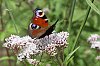 _MG_9927_DxO.jpg