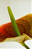 anthurium.jpg