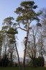 arbre.jpg