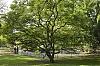 arbre_-1-.jpg