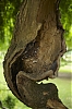 arbres_28129.jpg