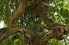 arbres_28229.jpg
