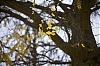 automne_4.jpg