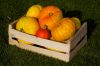 citrouilles2.jpg