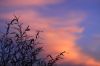 crepuscule.jpg