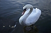 cygne_-1-.jpg
